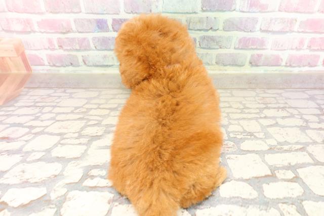 東京都のトイプードル(トイ) (Coo&RIKU高円寺店/2025年7月13日生まれ/女の子/レッド)の子犬の4枚目の画像