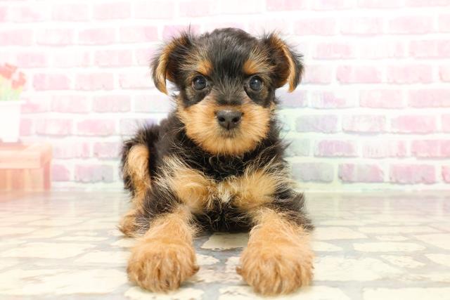 山形県のヨークシャーテリア (Coo&RIKU山形店/2025年7月9日生まれ/女の子/スチールブルータン)の子犬