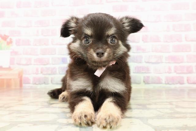 福島県のチワワ(ロング) (Coo&RIKUいわき店/2025年7月12日生まれ/女の子/ブラックタン)の子犬