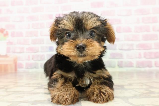 千葉県のヨークシャーテリア (Coo&RIKU市原店/2025年7月14日生まれ/男の子/スチールブルータン)の子犬の1枚目の画像