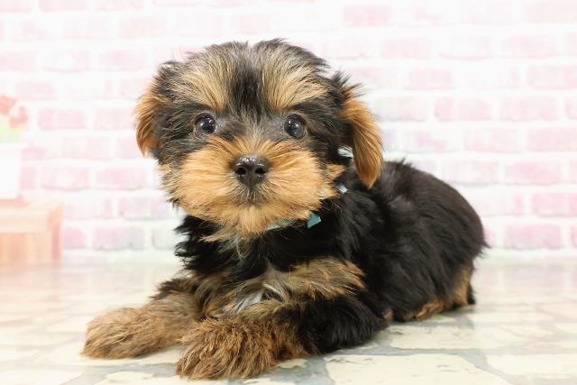 千葉県のヨークシャーテリア (Coo&RIKU市原店/2025年7月14日生まれ/男の子/スチールブルータン)の子犬の2枚目の画像