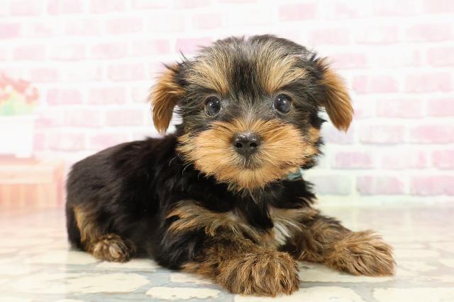 千葉県のヨークシャーテリア (Coo&RIKU市原店/2025年7月14日生まれ/男の子/スチールブルータン)の子犬の3枚目の画像
