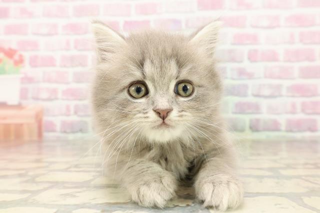 新潟県のマンチカン (Coo&RIKUイオンモール新発田店/2025年7月2日生まれ/男の子/ブルータビー)の子猫