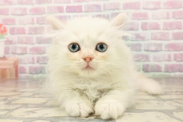 東京都のマンチカン (Coo&RIKU武蔵小山店/2025年7月2日生まれ/男の子/クリームタビー)の子猫