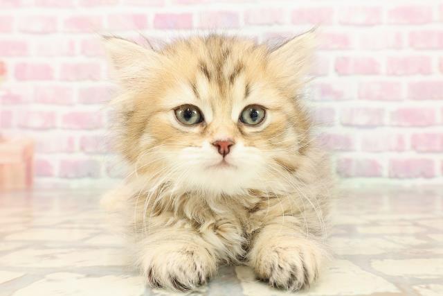 東京都のマンチカン (Coo&RIKU武蔵小山店/2025年7月13日生まれ/女の子/ブラウンタビー)の子猫