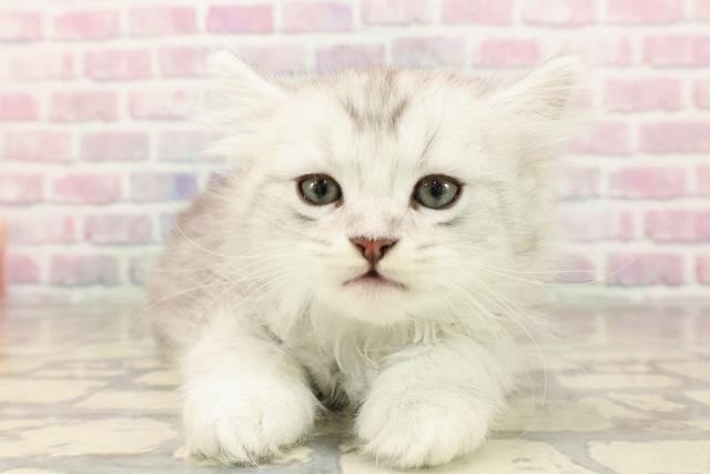 東京都のマンチカン (Coo&RIKU中野サンモール店/2025年7月13日生まれ/男の子/シルバータビー)の子猫