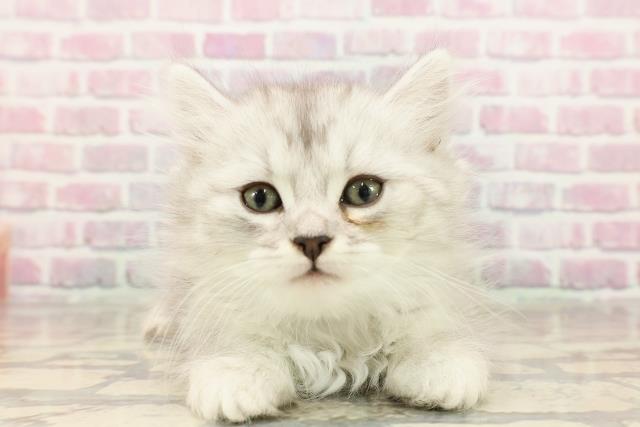 東京都のマンチカン (Coo&RIKU自由が丘店/2025年7月13日生まれ/男の子/シルバータビー)の子猫
