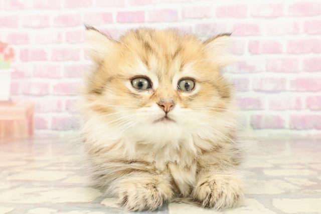 東京都のマンチカン (Coo&RIKU秋葉原店/2025年7月7日生まれ/女の子/ブラウンタビー)の子猫の1枚目の画像