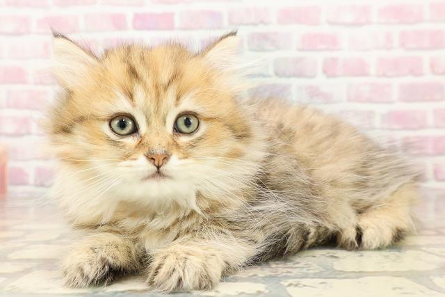 東京都のマンチカン (Coo&RIKU秋葉原店/2025年7月7日生まれ/女の子/ブラウンタビー)の子猫の2枚目の画像