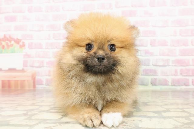沖縄県のポメラニアン (Coo&RIKUイオン北谷店/2025年7月9日生まれ/女の子/オレンジ)の子犬の1枚目の画像