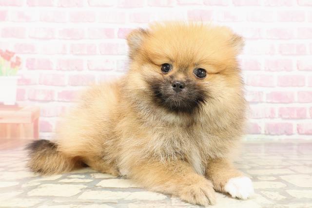 沖縄県のポメラニアン (Coo&RIKUイオン北谷店/2025年7月9日生まれ/女の子/オレンジ)の子犬の3枚目の画像