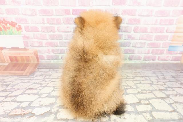 沖縄県のポメラニアン (Coo&RIKUイオン北谷店/2025年7月9日生まれ/女の子/オレンジ)の子犬の4枚目の画像