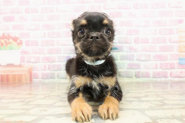 埼玉県のハーフ犬・ミックス犬 (Coo&RIKU綿半坂戸店/2025年7月10日生まれ/男の子/ブラックタン)の子犬の1枚目の画像