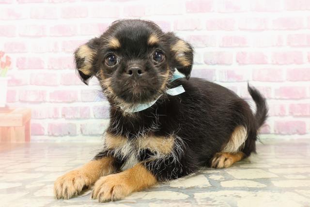 埼玉県のハーフ犬・ミックス犬 (Coo&RIKU綿半坂戸店/2025年7月10日生まれ/男の子/ブラックタン)の子犬の2枚目の画像