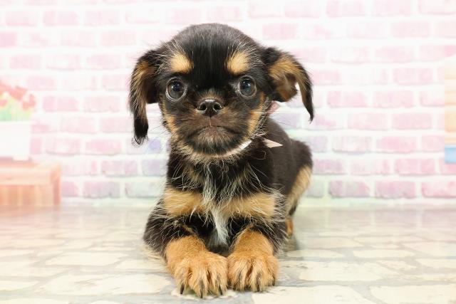 群馬県のハーフ犬・ミックス犬 (Coo&RIKU高崎店/2025年7月10日生まれ/女の子/ブラックタンホワイト)の子犬の1枚目の画像