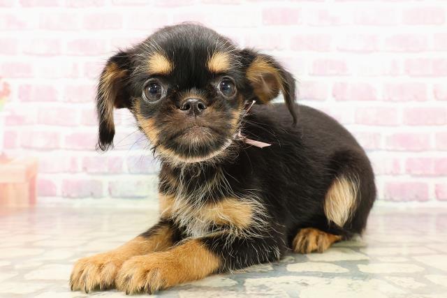 群馬県のハーフ犬・ミックス犬 (Coo&RIKU高崎店/2025年7月10日生まれ/女の子/ブラックタンホワイト)の子犬の2枚目の画像