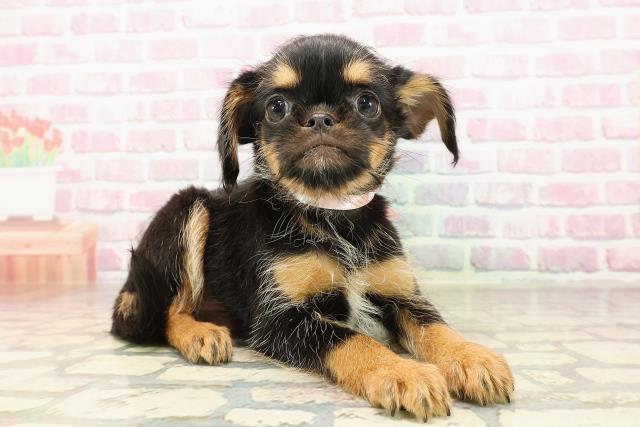 群馬県のハーフ犬・ミックス犬 (Coo&RIKU高崎店/2025年7月10日生まれ/女の子/ブラックタンホワイト)の子犬の3枚目の画像