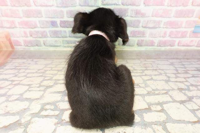 群馬県のハーフ犬・ミックス犬 (Coo&RIKU高崎店/2025年7月10日生まれ/女の子/ブラックタンホワイト)の子犬の4枚目の画像