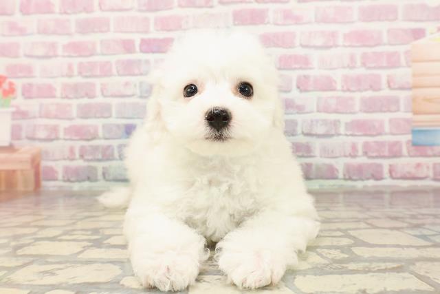 宮城県のビションフリーゼ (Coo&RIKU仙台太白店/2025年7月13日生まれ/男の子/ホワイト)の子犬の1枚目の画像