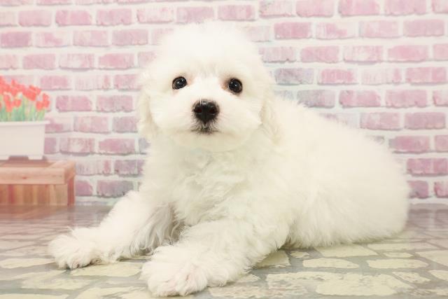 宮城県のビションフリーゼ (Coo&RIKU仙台太白店/2025年7月13日生まれ/男の子/ホワイト)の子犬の2枚目の画像