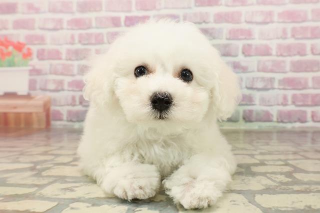 福島県のビションフリーゼ (Coo&RIKUいわき店/2025年7月13日生まれ/男の子/ホワイト)の子犬の1枚目の画像