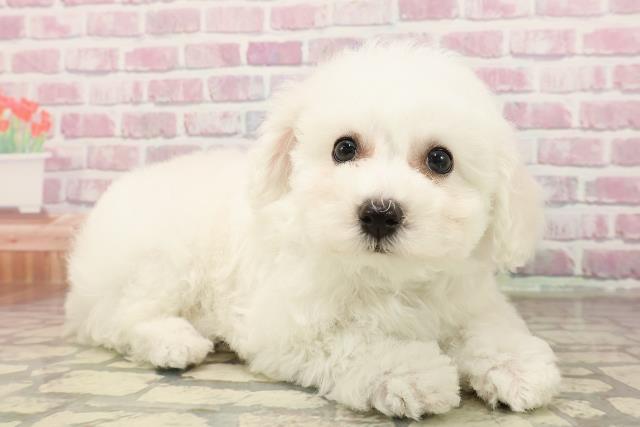 福島県のビションフリーゼ (Coo&RIKUいわき店/2025年7月13日生まれ/男の子/ホワイト)の子犬の3枚目の画像