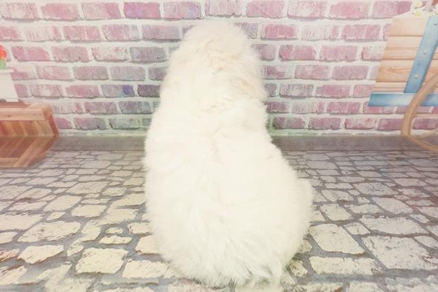 福島県のビションフリーゼ (Coo&RIKUいわき店/2025年7月13日生まれ/男の子/ホワイト)の子犬の4枚目の画像