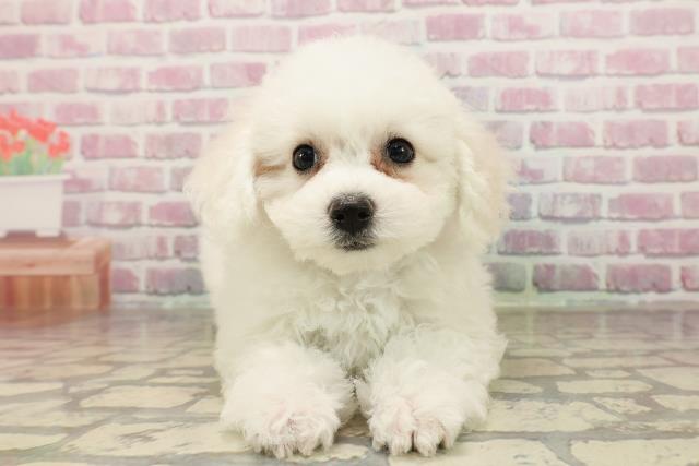 北海道のビションフリーゼ (Coo&RIKU苫小牧店/2025年7月13日生まれ/女の子/ホワイト)の子犬の1枚目の画像