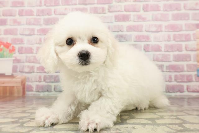 北海道のビションフリーゼ (Coo&RIKU苫小牧店/2025年7月13日生まれ/女の子/ホワイト)の子犬の2枚目の画像