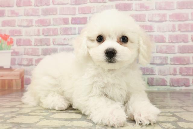 北海道のビションフリーゼ (Coo&RIKU苫小牧店/2025年7月13日生まれ/女の子/ホワイト)の子犬の3枚目の画像