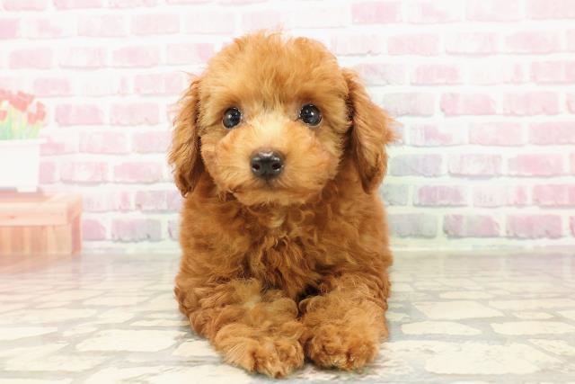 福島県のトイプードル(トイ) (Coo&RIKUいわき店/2025年7月13日生まれ/男の子/レッド)の子犬の1枚目の画像