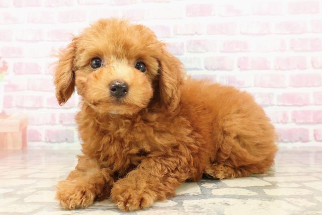 福島県のトイプードル(トイ) (Coo&RIKUいわき店/2025年7月13日生まれ/男の子/レッド)の子犬の2枚目の画像