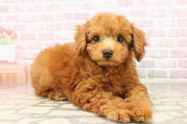 福島県のトイプードル(トイ) (Coo&RIKUいわき店/2025年7月13日生まれ/男の子/レッド)の子犬の3枚目の画像