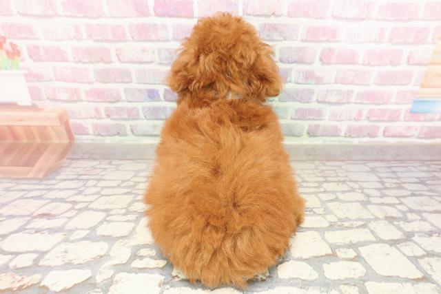 福島県のトイプードル(トイ) (Coo&RIKUいわき店/2025年7月13日生まれ/男の子/レッド)の子犬の4枚目の画像