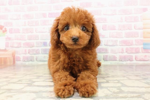 神奈川県のトイプードル(トイ) (Coo&RIKU相模原店/2025年7月13日生まれ/男の子/レッド)の子犬