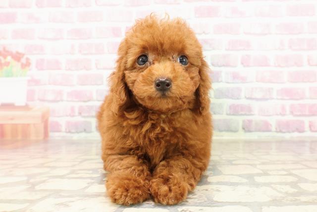 群馬県のトイプードル(トイ) (Coo&RIKU伊勢崎店/2025年7月13日生まれ/女の子/レッド)の子犬の1枚目の画像