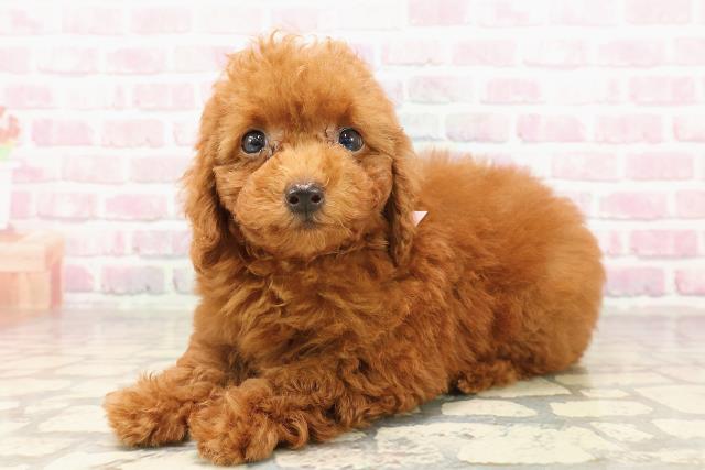 群馬県のトイプードル(トイ) (Coo&RIKU伊勢崎店/2025年7月13日生まれ/女の子/レッド)の子犬の2枚目の画像