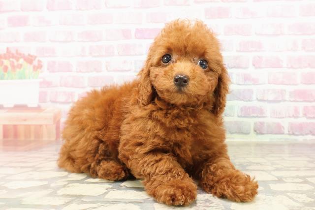 群馬県のトイプードル(トイ) (Coo&RIKU伊勢崎店/2025年7月13日生まれ/女の子/レッド)の子犬の3枚目の画像