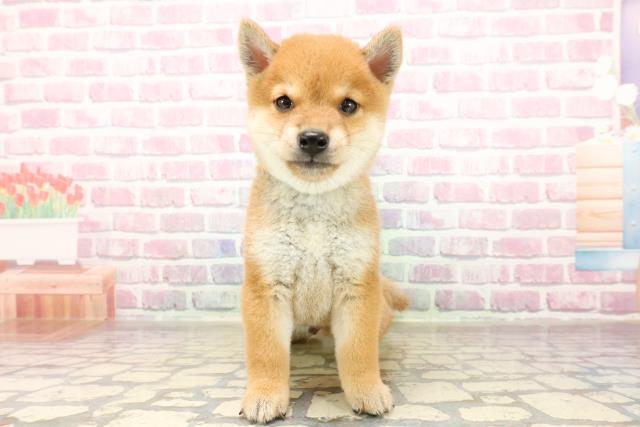 東京都の豆柴 (Coo&RIKU浅草店/2025年7月15日生まれ/男の子/赤)の子犬の1枚目の画像