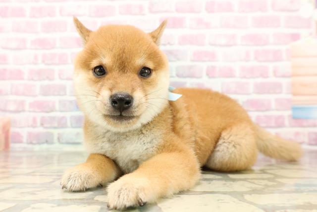 東京都の豆柴 (Coo&RIKU浅草店/2025年7月15日生まれ/男の子/赤)の子犬の2枚目の画像
