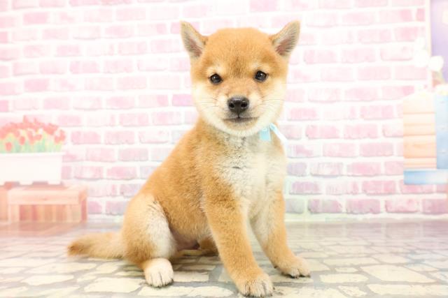 東京都の豆柴 (Coo&RIKU浅草店/2025年7月15日生まれ/男の子/赤)の子犬の3枚目の画像
