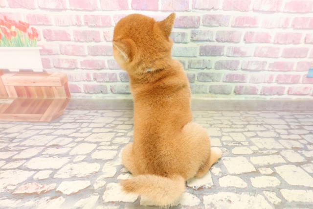 東京都の豆柴 (Coo&RIKU浅草店/2025年7月15日生まれ/男の子/赤)の子犬の4枚目の画像