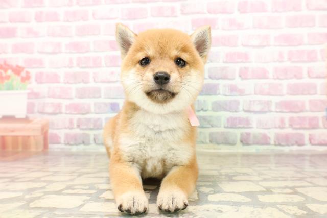東京都の豆柴 (Coo&RIKU下北沢店/2025年7月15日生まれ/女の子/赤)の子犬の1枚目の画像