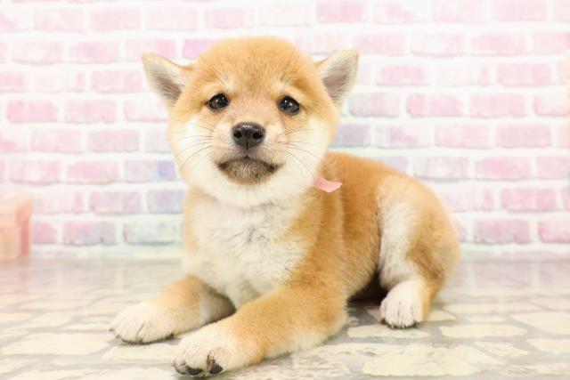 東京都の豆柴 (Coo&RIKU下北沢店/2025年7月15日生まれ/女の子/赤)の子犬の2枚目の画像