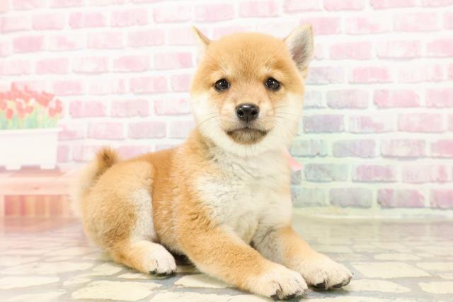 東京都の豆柴 (Coo&RIKU下北沢店/2025年7月15日生まれ/女の子/赤)の子犬の3枚目の画像