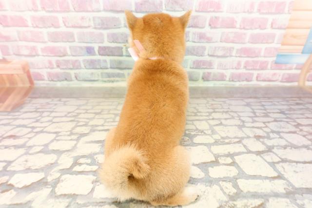 東京都の豆柴 (Coo&RIKU下北沢店/2025年7月15日生まれ/女の子/赤)の子犬の4枚目の画像
