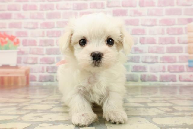 群馬県のマルチーズ (Coo&RIKU伊勢崎店/2025年7月14日生まれ/女の子/ホワイト)の子犬の1枚目の画像