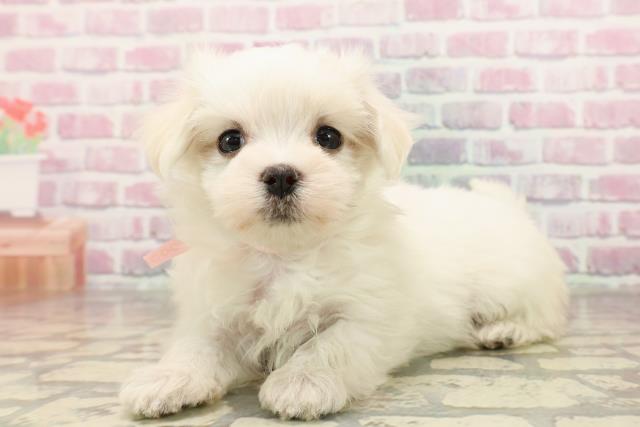 群馬県のマルチーズ (Coo&RIKU伊勢崎店/2025年7月14日生まれ/女の子/ホワイト)の子犬の2枚目の画像