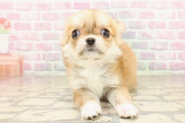 東京都のチワワ(ロング) (Coo&RIKU中野サンモール店/2025年7月12日生まれ/女の子/フォーンホワイト)の子犬
