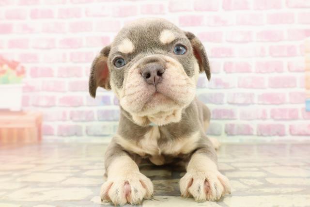 東京都のフレンチブルドッグ (Coo&RIKU吉祥寺店/2025年7月11日生まれ/男の子/ブルータン)の子犬の1枚目の画像